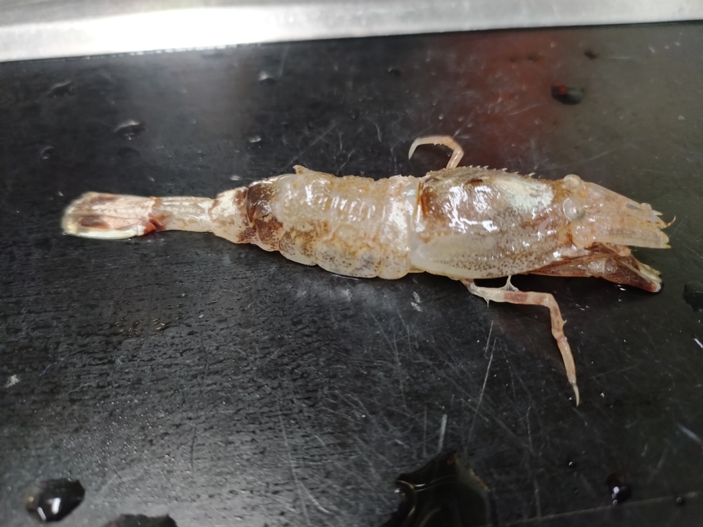 sevenline shrimp