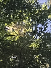 Trachemys scripta image