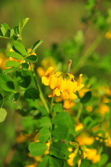Hippocrepis emerus emeroides