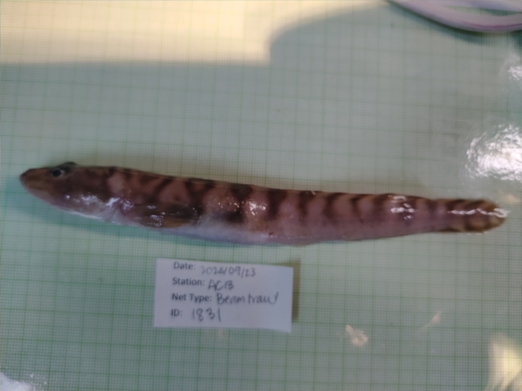 Canadian eelpout