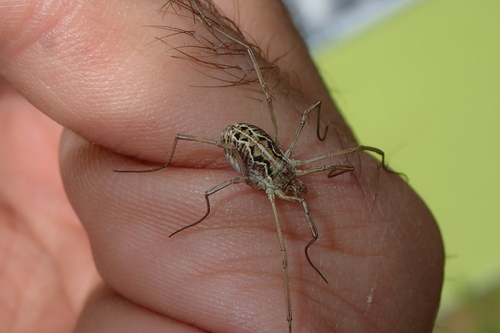 Saddleback Harvestman, 05350 Arvieux, France, photo 9 of 10