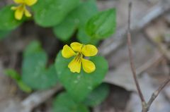 Viola pubescens