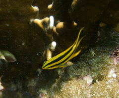 Neoglyphidodon nigroris