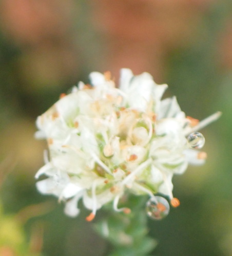 Image of Agathosma apiculata by (c) Nicola van Berkel, some rights reserved (CC BY-SA)