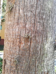 Tillandsia recurvata image