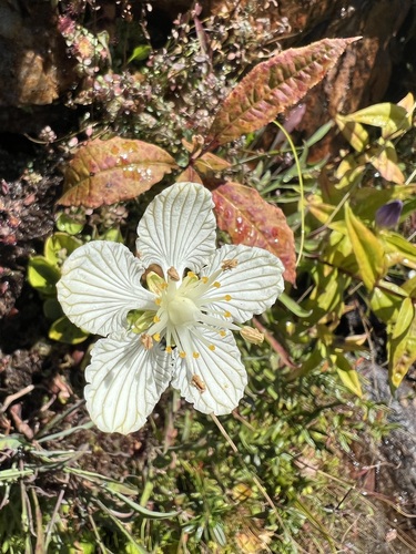 Image of Parnassia asarifolia by (c) ladyjanaye, some rights reserved (CC BY)