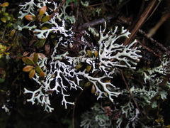 Hypogymnia lugubris