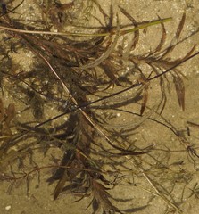 Potamogeton robbinsii
