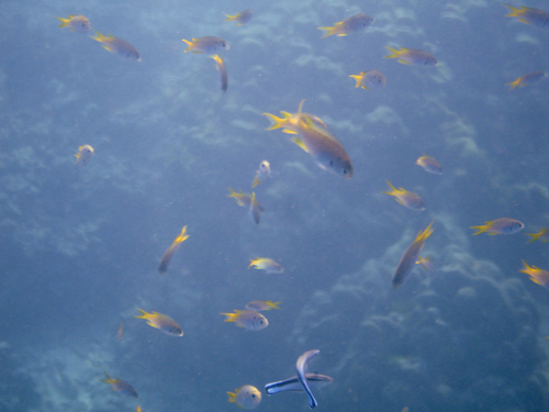 Neopomacentrus azysron