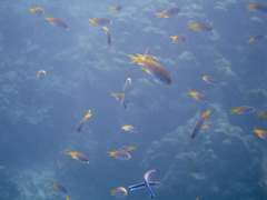 Neopomacentrus azysron