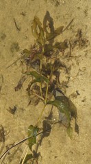 Potamogeton praelongus