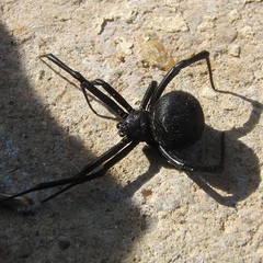 Latrodectus tredecimguttatus