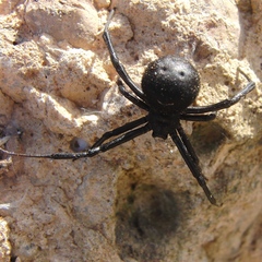 Latrodectus tredecimguttatus