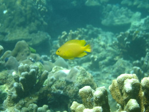Pomacentrus moluccensis
