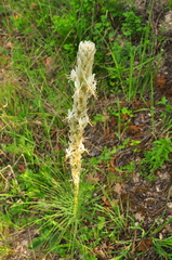 Asphodeline taurica