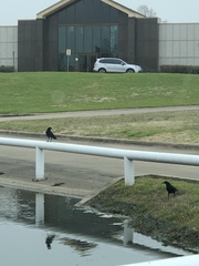 Corvus brachyrhynchos