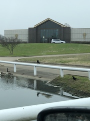 Corvus brachyrhynchos