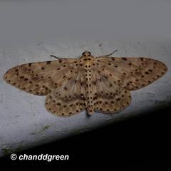 Percnia fumidaria