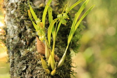 Prosthechea ochracea