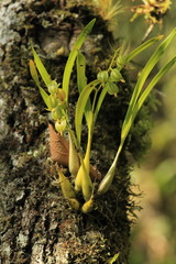 Prosthechea ochracea