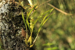 Prosthechea ochracea