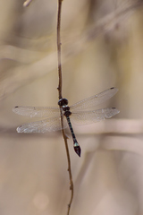 Macrothemis pseudimitans