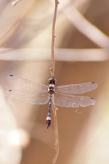 Macrothemis pseudimitans