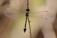 Macrothemis pseudimitans