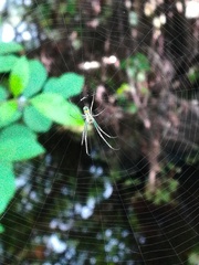 Leucauge argyrobapta image