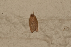 Oecophorinae