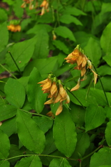 Lathyrus aureus