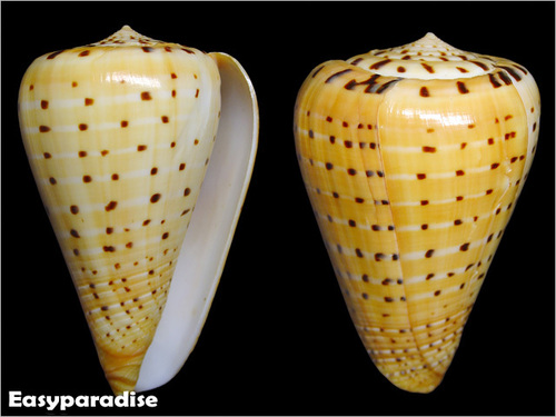 Beech Cone