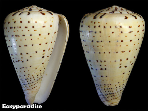 Beech Cone