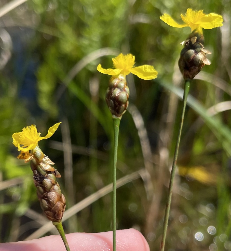 Correll's Yellow-eyed Grass