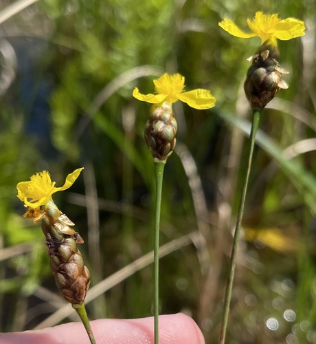 Correll's yelloweyed grass (Xyris correlliorum)