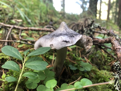 Tricholoma virgatum — (c) wkee4ager, some rights reserved (CC BY)