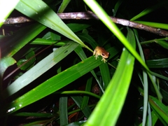 Dendropsophus columbianus