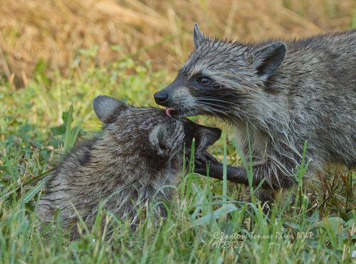 Common Raccoon photographed in Louisiana