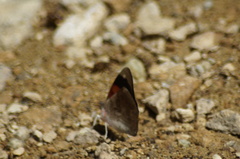 Diaethria pandama