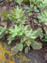 Dudleya variegata