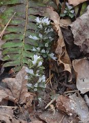 Obolaria virginica