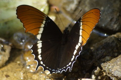 Siproeta epaphus epaphus