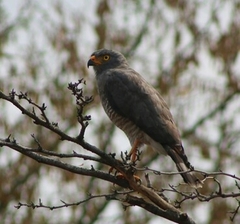 Rupornis magnirostris