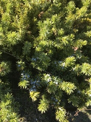 Juniperus rigida conferta