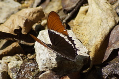 Siproeta epaphus epaphus