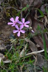 Phlox nivalis