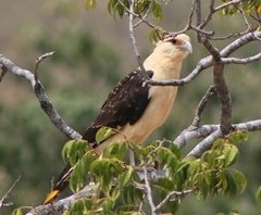 Daptrius chimachima