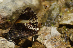 Hypanartia godmanii