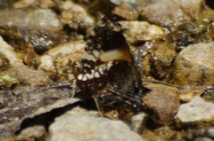 Hypanartia godmanii
