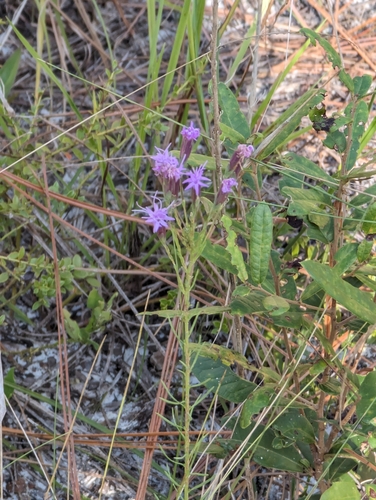 Image of Liatris pauciflora by (c) Robert Guralnick, some rights reserved (CC BY)